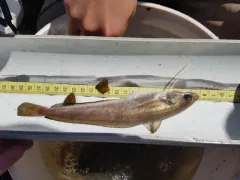 White Hake thumbnail 3