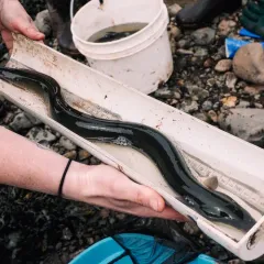 American Eel thumbnail 2