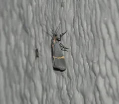 Barnes' Lichen Moth thumbnail 3