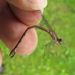 Sweetflag Spreadwing thumbnail 4