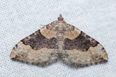 Xanthorhoe alticolata thumbnail 2