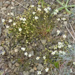 Knotted Pearlwort thumbnail 2
