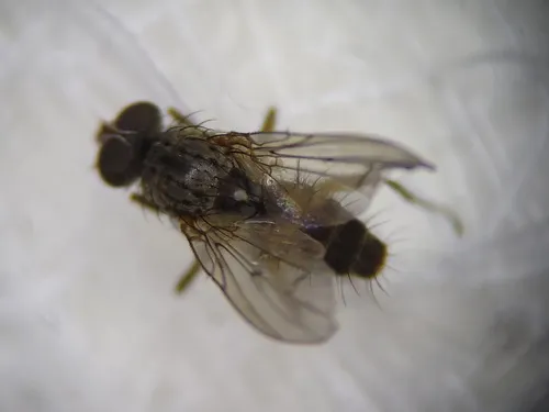 Eutrichota affinis