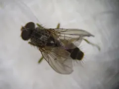 Eutrichota affinis thumbnail 1