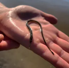 Northern Pipefish thumbnail 2