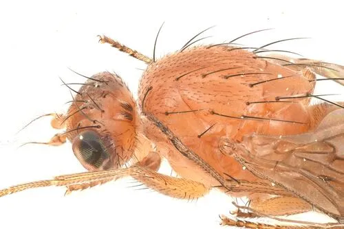 Suillia sororcula