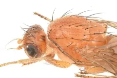 Suillia sororcula thumbnail 1