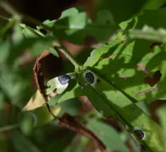 Asteromyia Gall Midge Fungus thumbnail 4