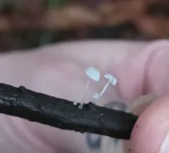 frosty bonnet thumbnail 2