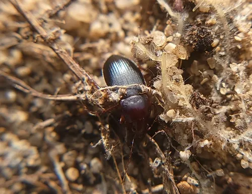Red-collared Harp Ground Beetle