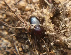 Red-collared Harp Ground Beetle thumbnail 1