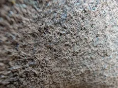 Rock Shingle Lichen thumbnail 2