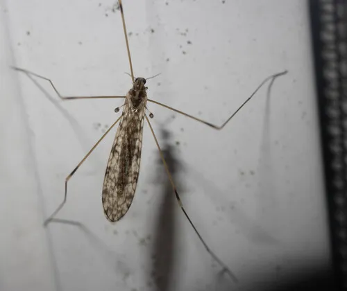 Discobola nigroclavata