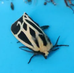 Nais Tiger Moth thumbnail 2