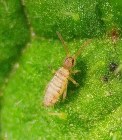 Entomobrya multifasciata thumbnail 4