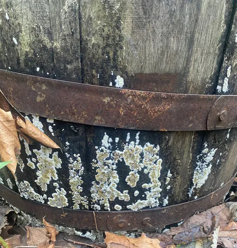 wet rot