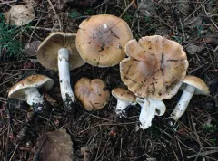 Phlegmacium claricolor thumbnail 2