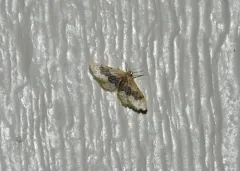 Idaea gemmata thumbnail 2