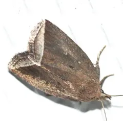 Curved Halter Moth thumbnail 3