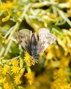 Northern White-Skipper thumbnail 2