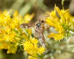 Williston's bee fly thumbnail 4