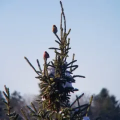 White-winged Crossbill thumbnail 3