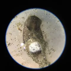 Blister Glassy-bubble thumbnail 1