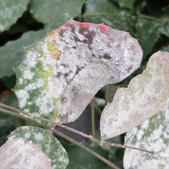 Erysiphe berberidis thumbnail 1