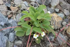 Virginia strawberry thumbnail 4