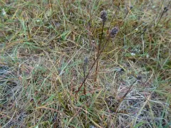 Northern Woodrush thumbnail 2