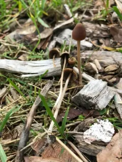 Psathyrella longicauda thumbnail 1