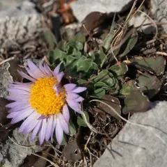 Parry's Townsend-daisy thumbnail 2