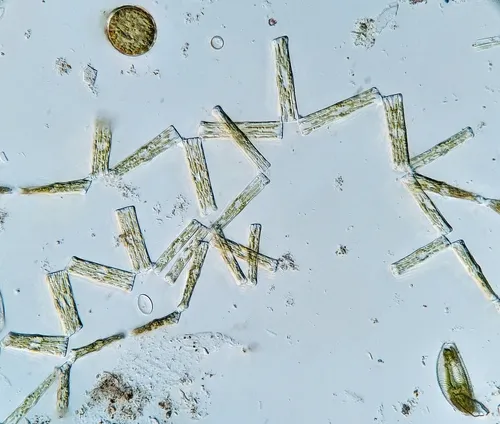 Tabellaria fenestrata