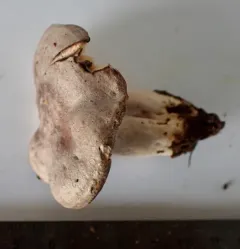 Clay-gilled Milkcap thumbnail 2