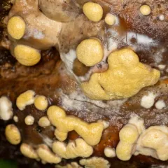 ochre cushion thumbnail 3