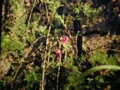 tricolor monkeyflower thumbnail 4