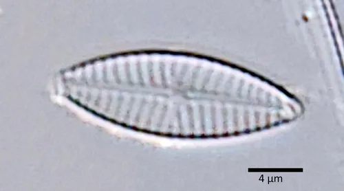 Navicula recens