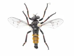 Golden-tailed Bandit thumbnail 2