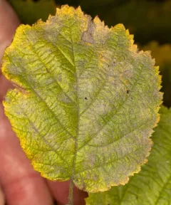 Erysiphe cornutae thumbnail 2