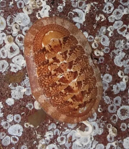 Grooved Chiton
