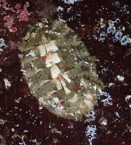 Mopalia vespertina