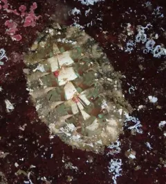Mopalia vespertina thumbnail 1