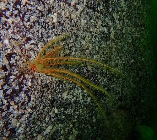 Common Feather Star