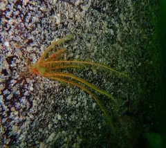 Common Feather Star thumbnail 1