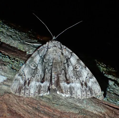 Yellow-Gray Underwing
