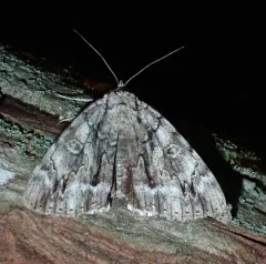 Yellow-Gray Underwing thumbnail 1