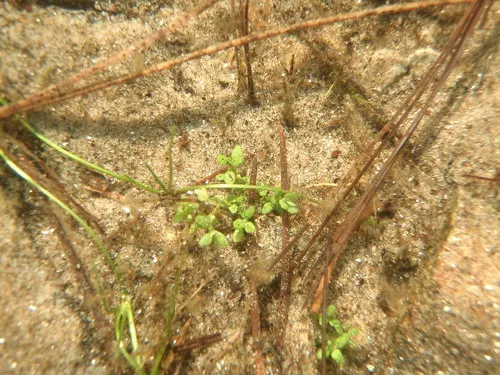 Small Waterwort