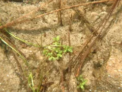 Small Waterwort thumbnail 1