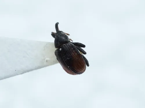 Sutured Weevil
