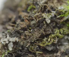 Gyalecta truncigena thumbnail 2